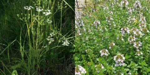 Koja je razlika između kima i timijana (majčine dušice)